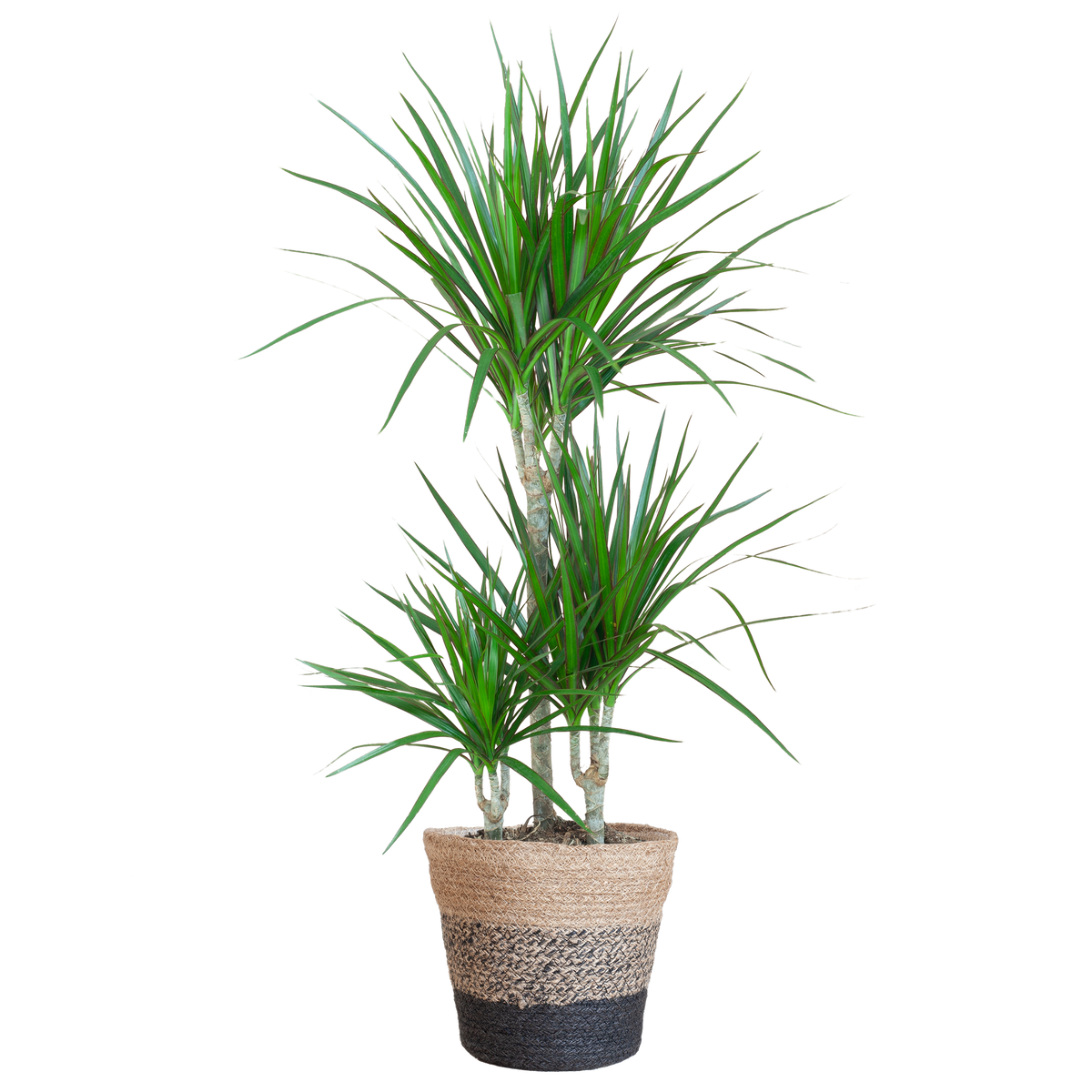 Dracaena Marginata mit Lissabon Schwarz Korb - 95cm - Ø21