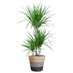 Dracaena Marginata mit Lissabon Schwarz Korb - 95cm - Ø21
