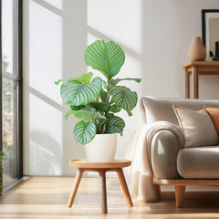 Calathea Orbifolia  mit Viber Weiß  - 65cm - Ø21