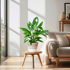 Spathiphyllum mit Korb Lissabon weiß - 80cm - Ø21