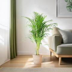Areca Palm (Dypsis) mit Sofia-Korb natur - 100cm - Ø21
