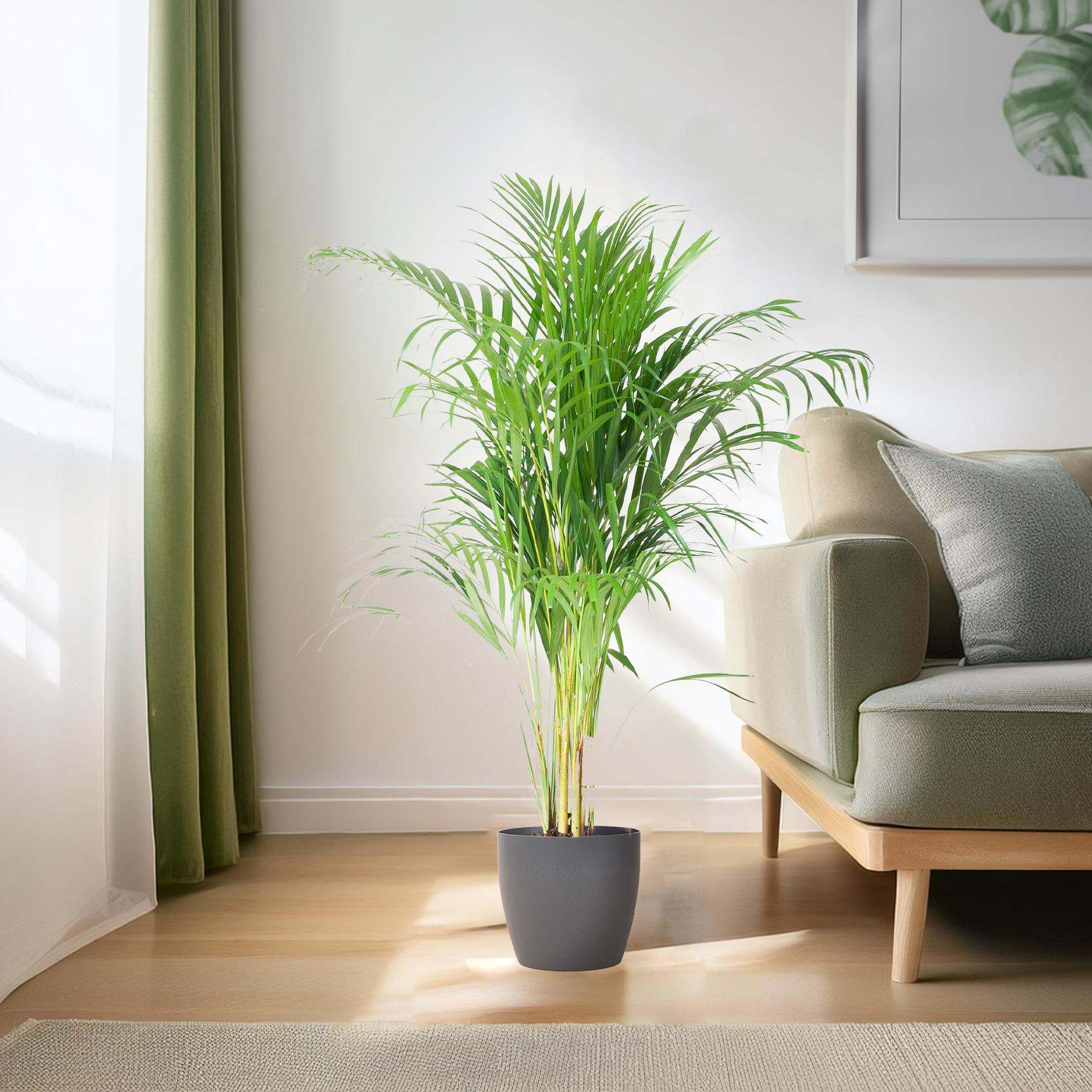 Areca Palm (Dypsis) mit Viber Grau - 100cm - Ø21
