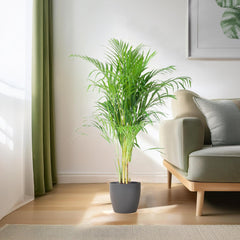 Areca Palm (Dypsis) mit Viber Grau - 100cm - Ø21