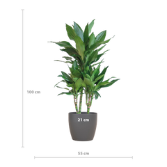 Dracaena  Janet Lindt mit Viber grau - 95cm - Ø21
