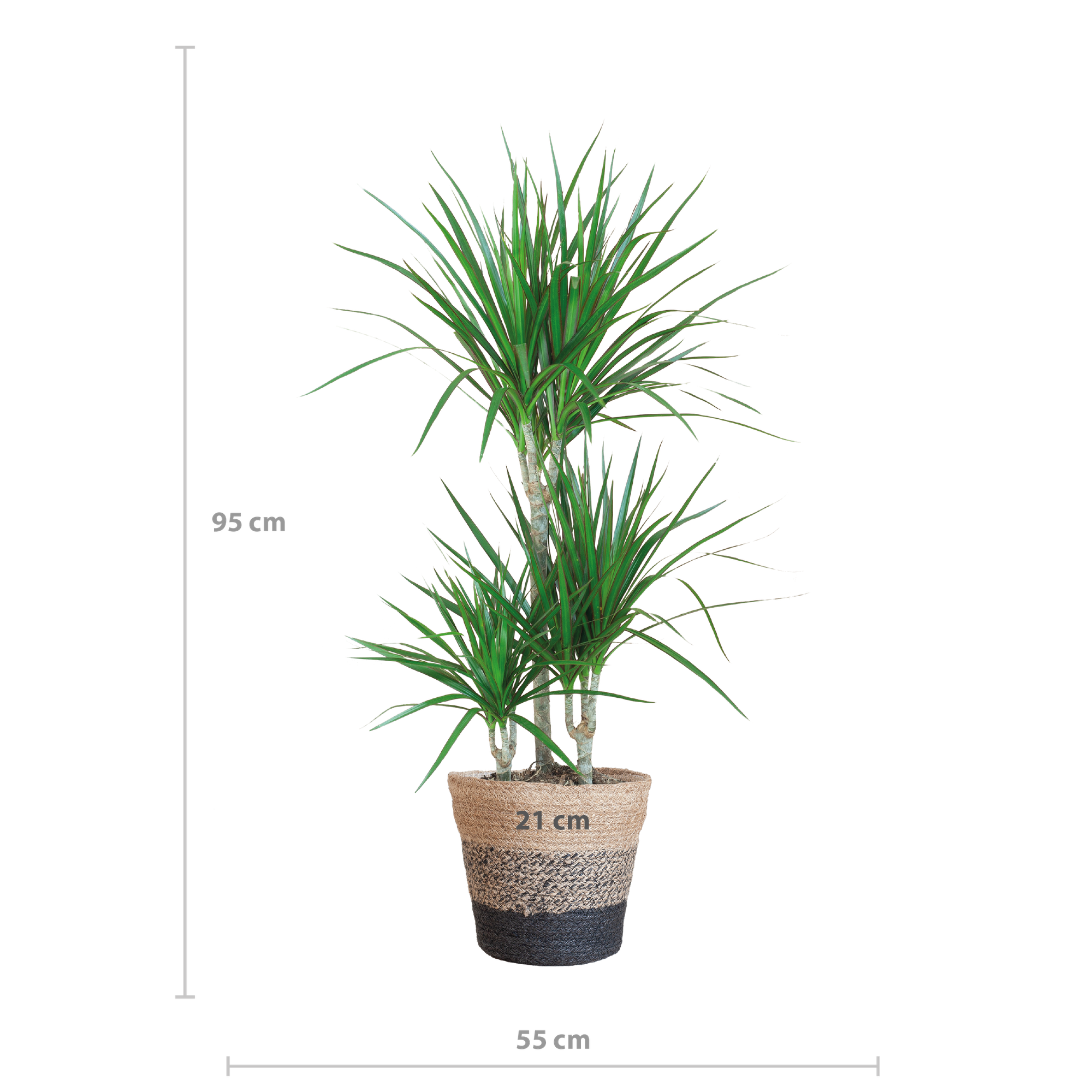 Dracaena Marginata mit Lissabon Schwarz Korb - 95cm - Ø21