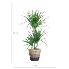 Dracaena Marginata mit Lissabon Schwarz Korb - 95cm - Ø21