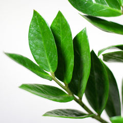 Zamioculcas Zamiifolia mit Sofia-Korb natur  - 80cm - Ø21