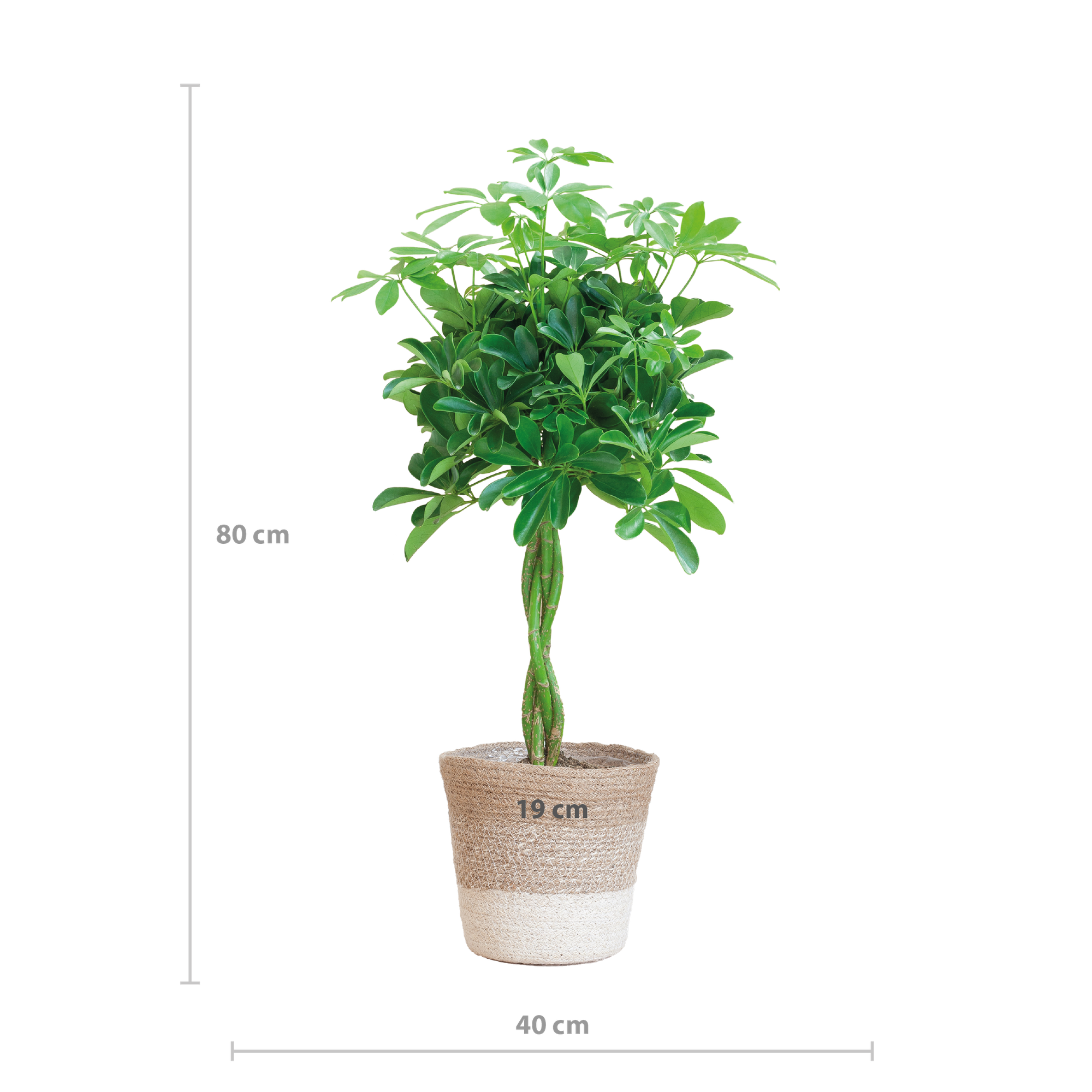 Schefflera Arab Nora mit Pflanzkorb Lissabon weiß  - 70cm - Ø21