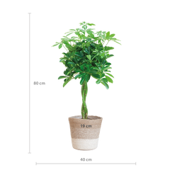 Schefflera Arab Nora mit Pflanzkorb Lissabon weiß  - 70cm - Ø21