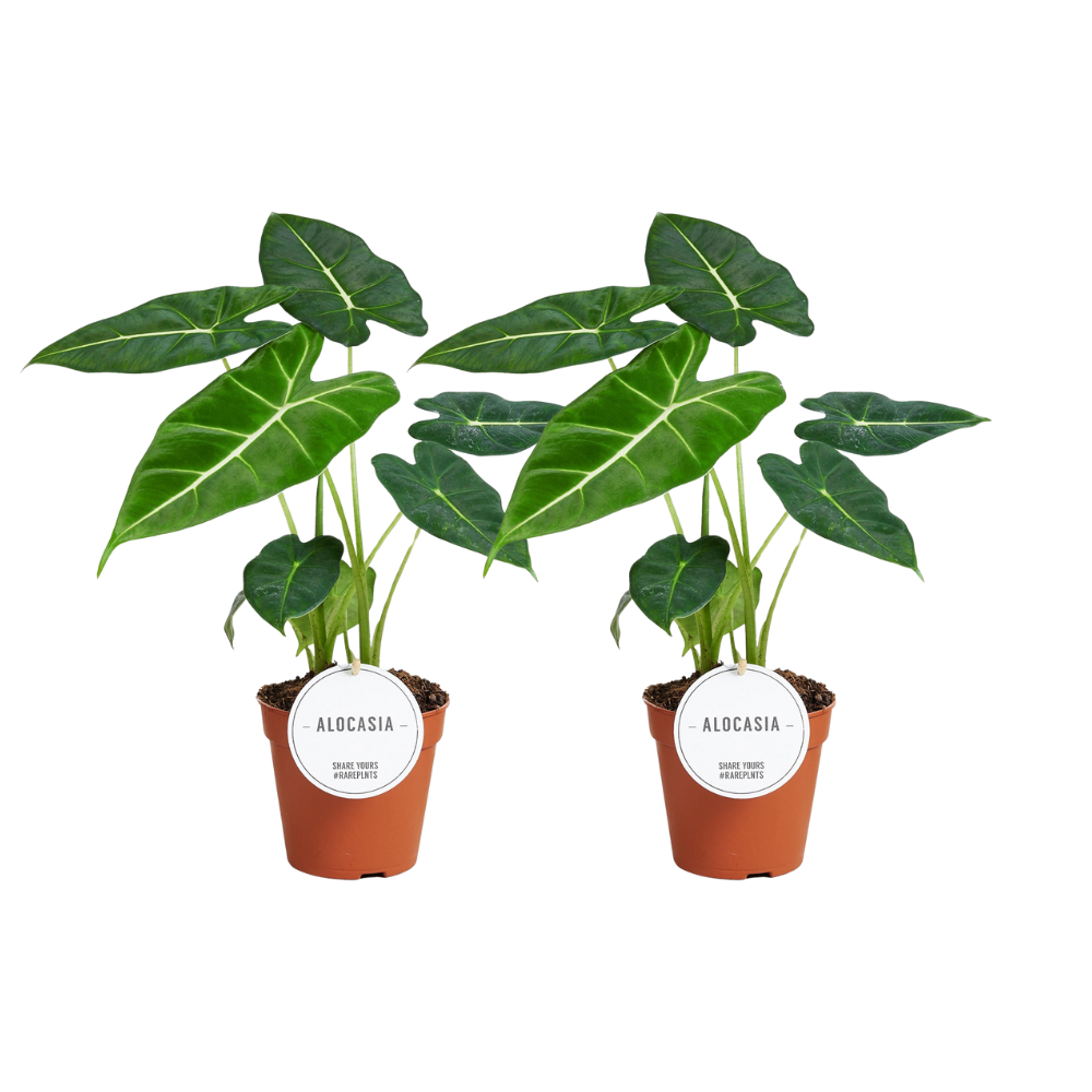 Alocasia Frydek - 2 Stücke - Ø12cm - ↕35cm
