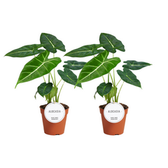 Alocasia Frydek - 2 Stücke - Ø12cm - ↕35cm