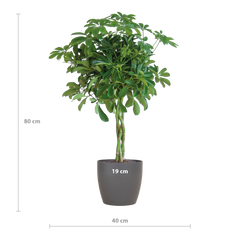 Schefflera Arab Nora mit Viber grau – 70 cm – Ø21