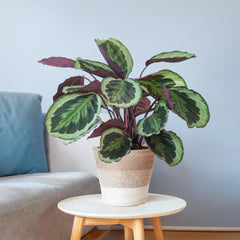 Calathea Medaillon mit weißem Lissabon-Korb - 65cm - Ø19
