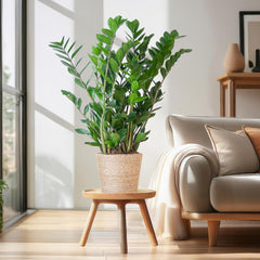 Zamioculcas Zamiifolia mit Sofia-Korb natur  - 80cm - Ø21