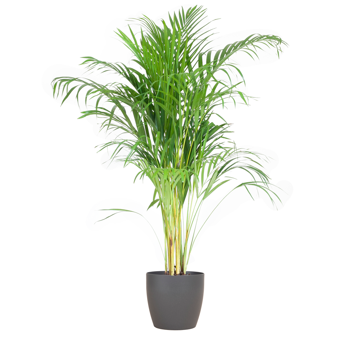 Areca Palm (Dypsis) mit Viber Grau - 100cm - Ø21