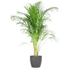 Areca Palm (Dypsis) mit Viber Grau - 100cm - Ø21
