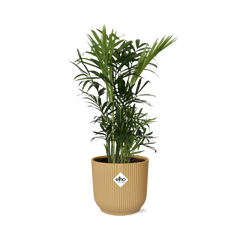 Chamaedorea Elegans in ELHO Vibes Fold 14cm geel