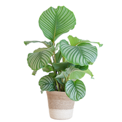 Calathea Orbifolia mit weißem Lissabon-Korb - 65cm - Ø19