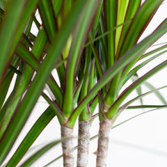 Dracaena Marginata mit weißem Lissabon-Korb - 95 cm - Ø21