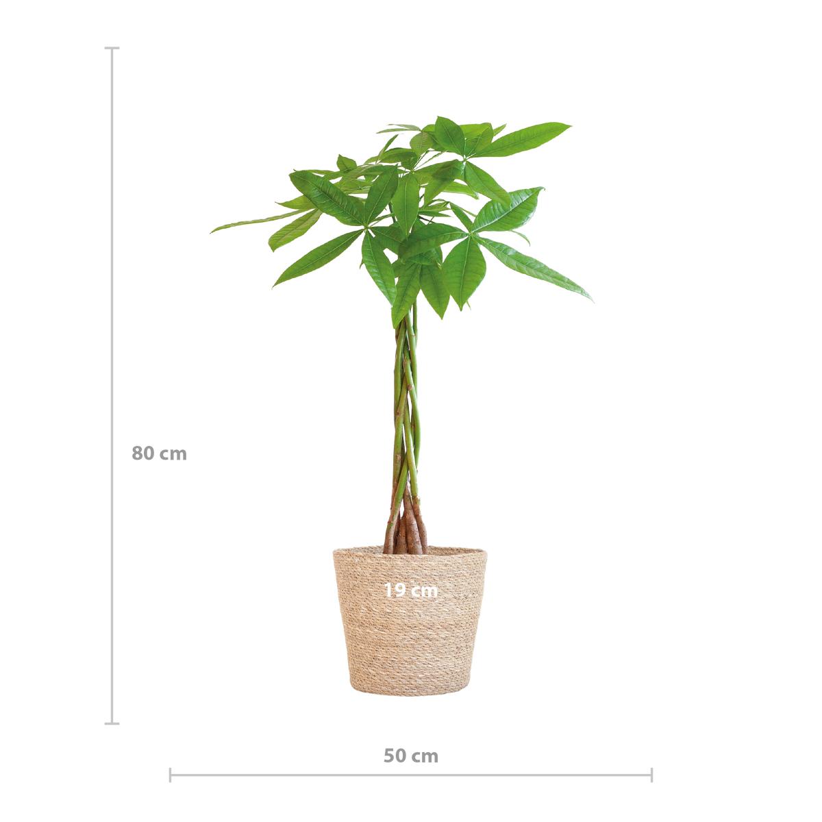 Pachira Aquatica mit Sofia-Korb natur  - 80cm - Ø21