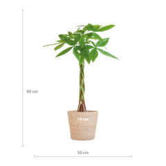 Pachira Aquatica mit Sofia-Korb natur  - 80cm - Ø21