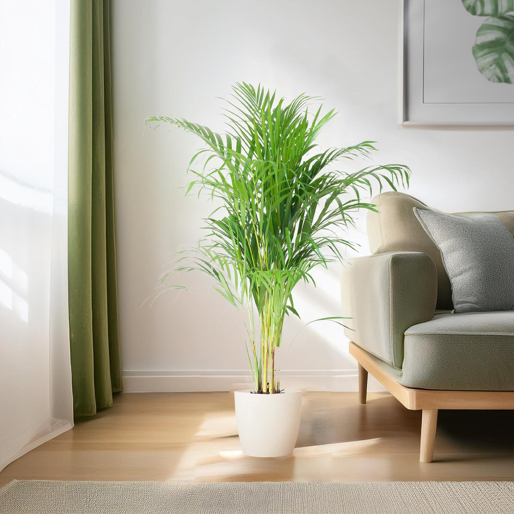 Areca Palm (Dypsis) mit Viber Weiß - 100cm - Ø21