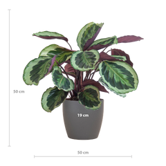 Calathea Medaillon mit Viber Grau- 65cm - Ø21