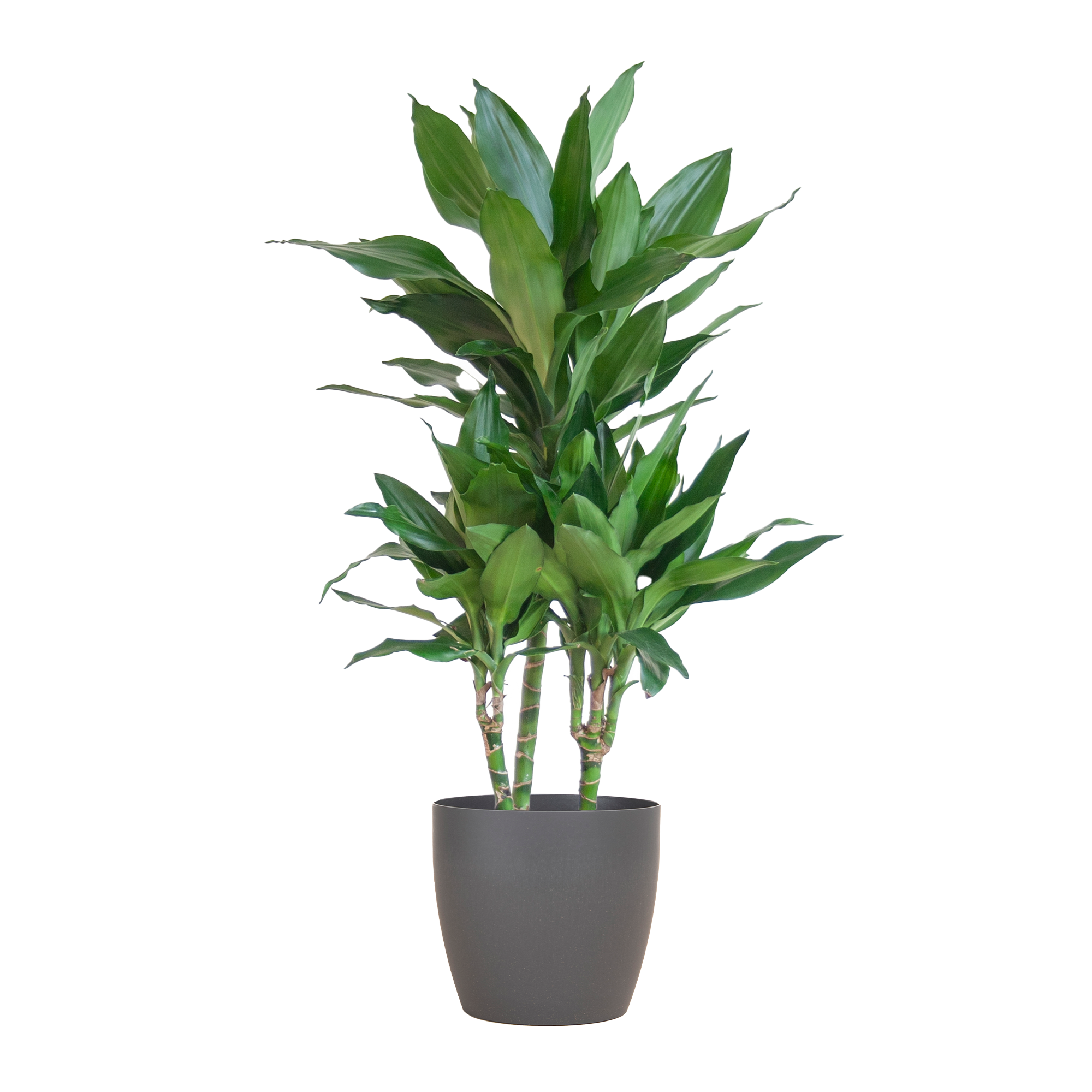 Dracaena  Janet Lindt mit Viber grau - 95cm - Ø21