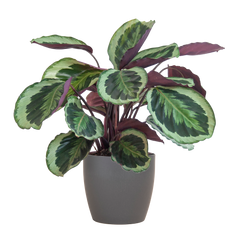 Calathea Medaillon mit Viber Grau- 65cm - Ø21