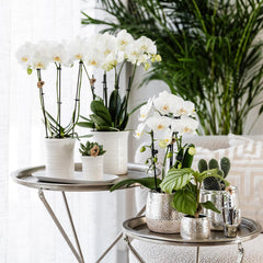 Kolibri Home | Elite silver pot - topfgröße Ø9cm - Ø9cm