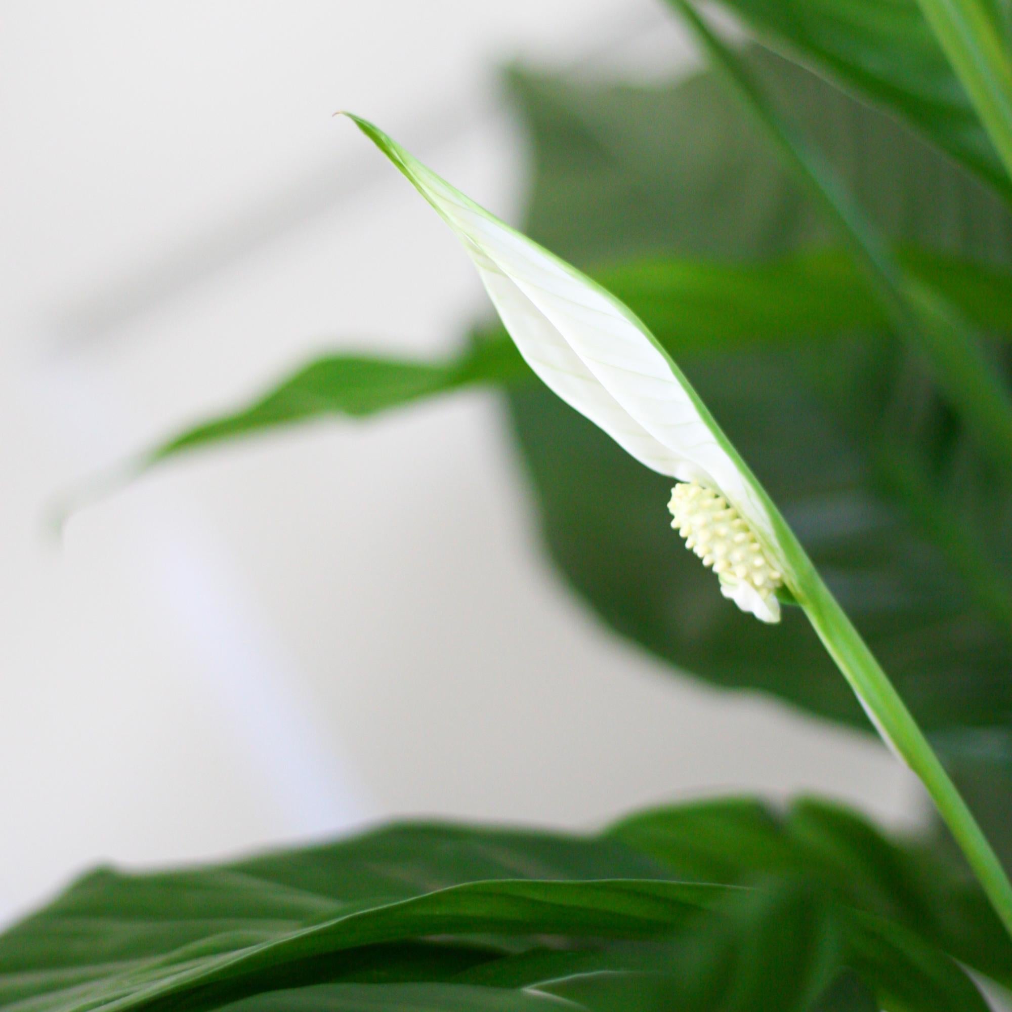 Spathiphyllum mit Korb Lissabon weiß - 80cm - Ø21