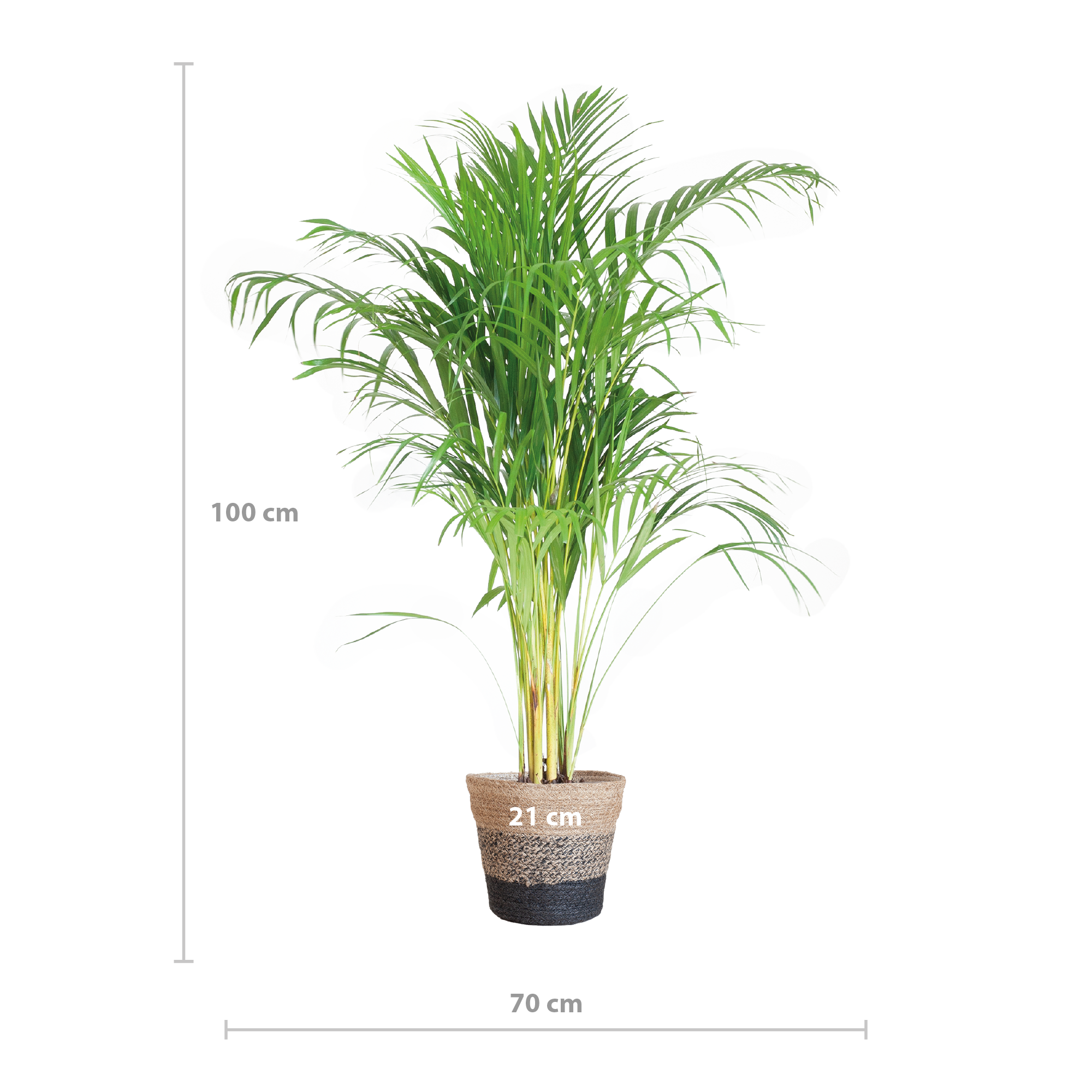 Areca Palm (Dypsis) mit Lissabon-Korb Schwarz - 100cm - Ø21