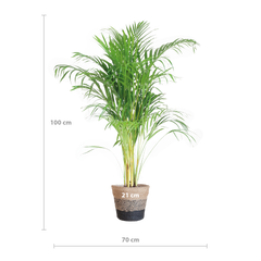 Areca Palm (Dypsis) mit Lissabon-Korb Schwarz - 100cm - Ø21