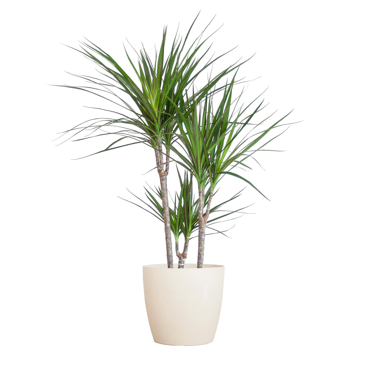 Dracaena Marginta mit Viber Weiß - 95cm - Ø21