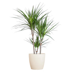 Dracaena Marginta mit Viber Weiß - 95cm - Ø21