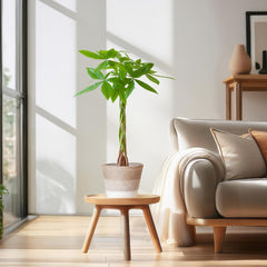 Pachira Aquatica mit Pflanzkorb Lissabon weiß  - 80cm - Ø21