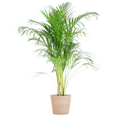 Areca Palm (Dypsis) mit Sofia-Korb natur - 100cm - Ø21