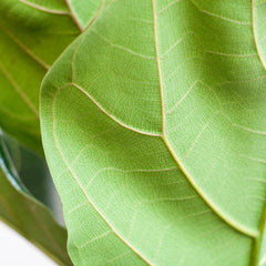 Ficus Lyrata mit Korb Lissabon weiß - 80cm - Ø21