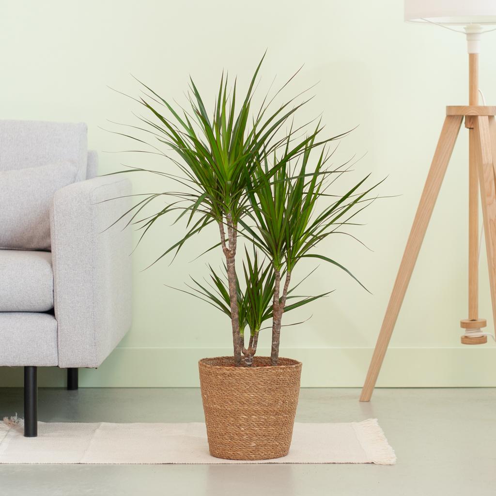 Dracaena Marginata mit naturfarbenem Korb  - 95cm - Ø21