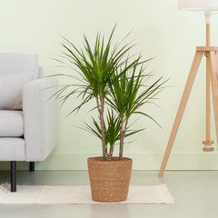 Dracaena Marginata mit naturfarbenem Korb  - 95cm - Ø21