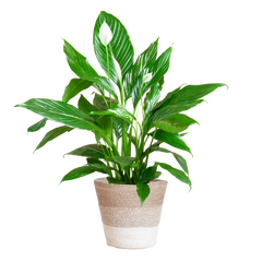 Spathiphyllum mit Korb Lissabon weiß - 80cm - Ø21