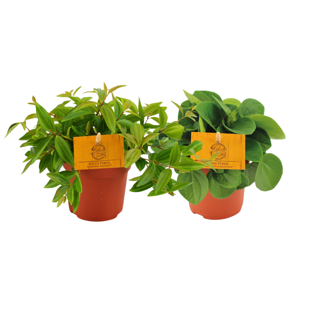 Peperomia Duo 2.0 - 2 Stücke - Ø10,5cm - ↕15cm