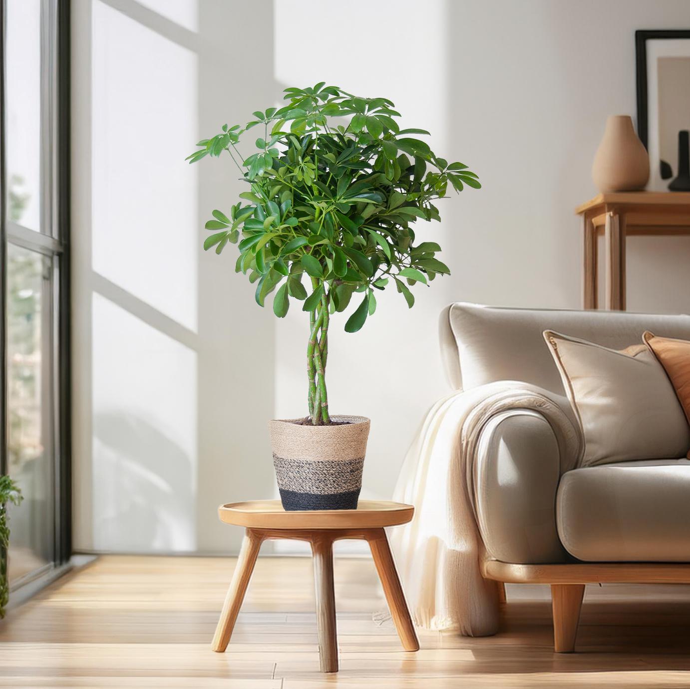 Schefflera Arab Nora mit Korb Lissabon Schwarz - 70cm - Ø21