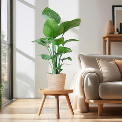 Strelitzia Nicolai mit Korb Sofia natur - 80cm - Ø21