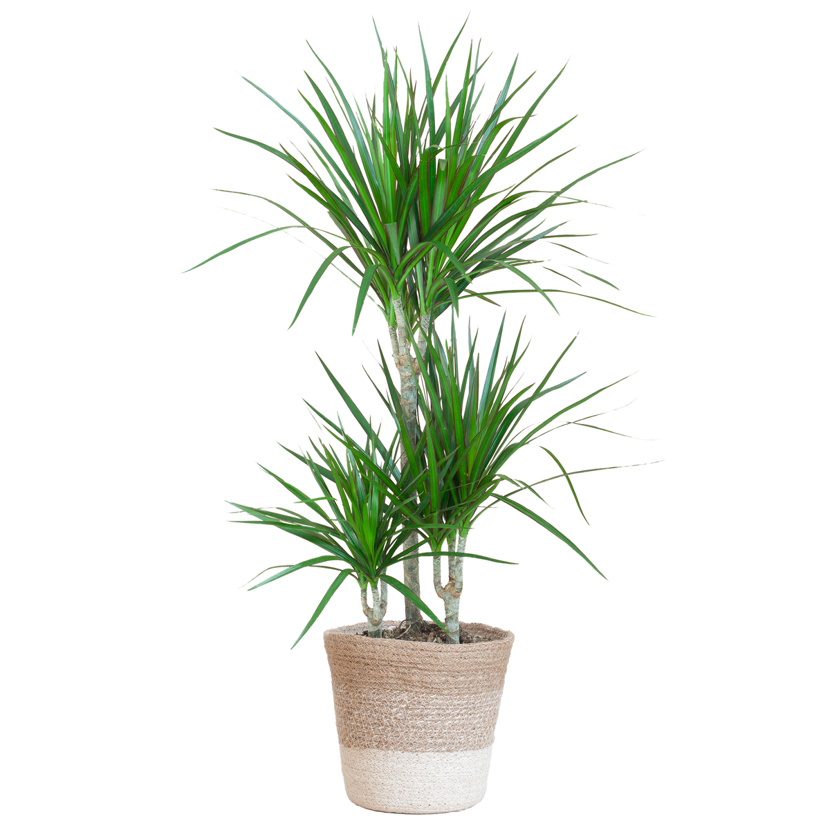 Dracaena Marginata mit weißem Lissabon-Korb - 95 cm - Ø21