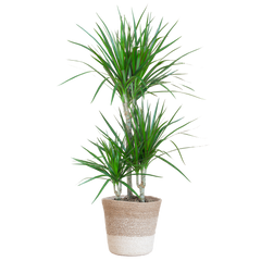 Dracaena Marginata mit weißem Lissabon-Korb - 95 cm - Ø21