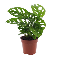 Monstera Monkey Leaf (Lochpflanze) - Ø12cm - ↕30cm