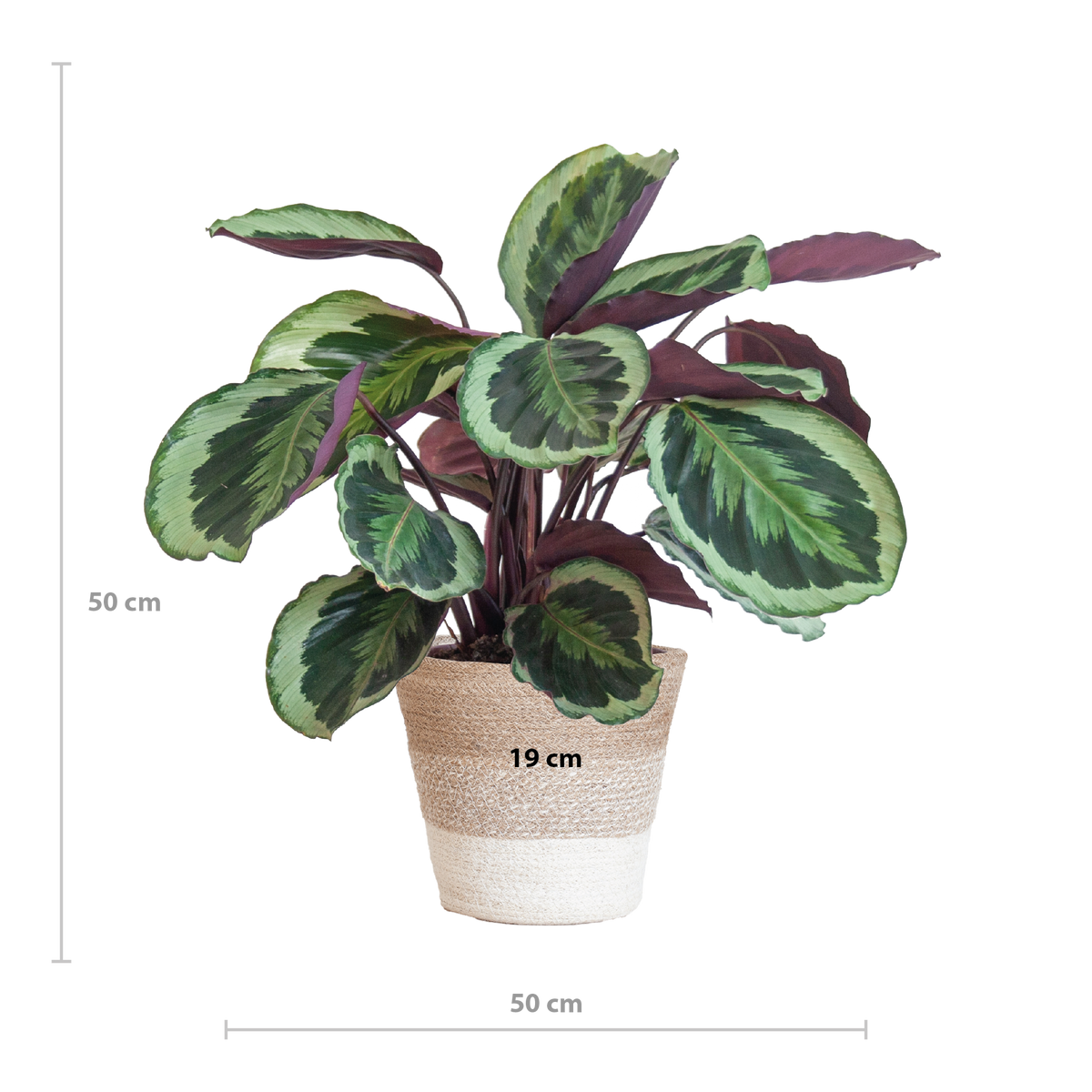 Calathea Medaillon mit weißem Lissabon-Korb - 65cm - Ø19