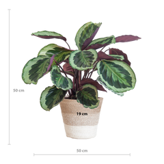 Calathea Medaillon mit weißem Lissabon-Korb - 65cm - Ø19