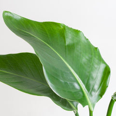 Strelitzia Nicolai mit Korb Sofia natur - 80cm - Ø21